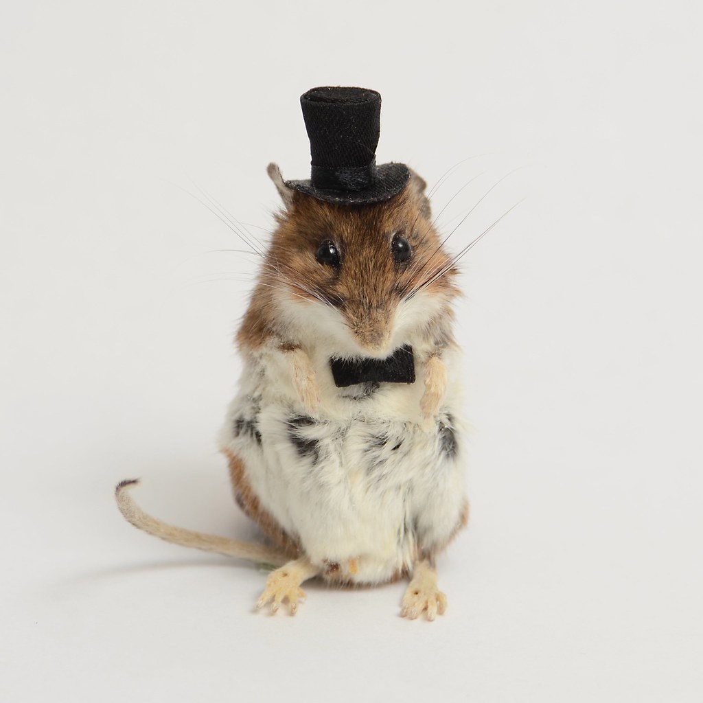 Mr. Mouse